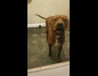 Brown dog whines green collar girl bed 