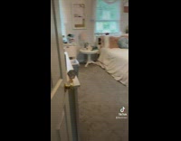 Old and new cat waiting on same spot on desk