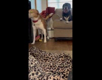 Brown dog excited meet other two dogs