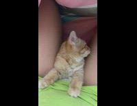 Orange kitten under pink blanket between legs 