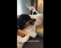 Wiener dogs growling at each other 