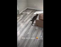 Mama cat hides kittens in closet