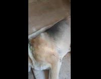 Brown dog breastfeed orange cat knead belly