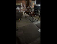 Dog gets zoomies runs around the house