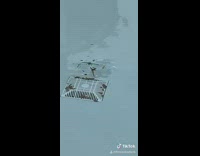 Frog drown in swimming pool and spin in whirlpool drain 