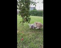 Two kittens trying to reach for leaves in tree 