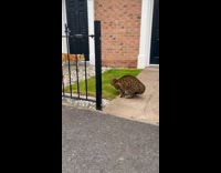 Pet cat cried and attacked by the pet cat on the yard