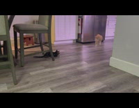 Orange cat move sideways towards cat under chair