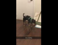 black dog walk toward owner on two legs 