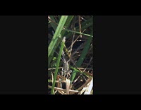 Small dragonfly stares and smiles at filmer