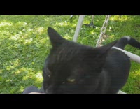 Black cat jumps white swing bench pt. 2