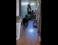 Collab Clips MPUGC - Dog didnt recognize grandad after 6 months