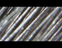 Microscopic view black and white dog hair