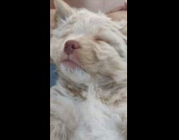 Brown puppy dog makes noise in sleep