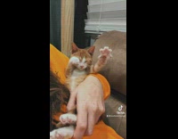 Orange white cat moving arms around making bread