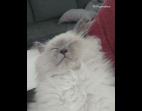 Cat falling asleep tries to stay awake 