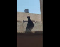 Pigeon bird scratches beak on the window