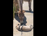 Dog lay on ground interact with donkey part 1