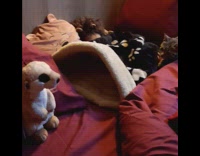 Cat tackles meerkat plushie