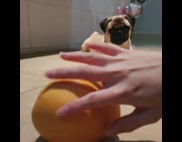 Pug dog is scared of mango fruit 
