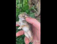 Guy rescues malnourished baby bunny formula milk 