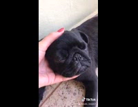 Girl squishes black pug dogs face 