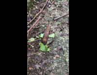 Brown caterpillar with googly eyes back pattern