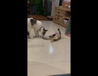 Kitten dramatic fall on floor after sniff