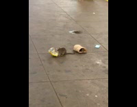 Rats eating leftover lays chips pt 2