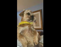 Dog begs on bed and wakes up woman