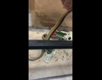 Pet snake wont let go guy finger