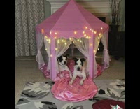 Two dogs sit under pink princess tent