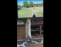 Pet cat stands in front of tv to watch Daily Dose of Internet