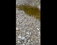 Trout fish in small water puddle on rocks