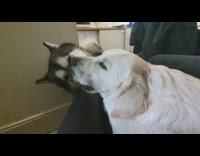 Husky sticks snout in other dogs mouth 