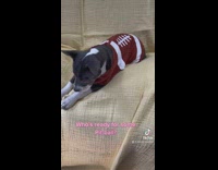 Dog wears football shirt for Super Bowl