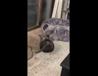 Collab Clips MPUGC - Cat on back playing with toy