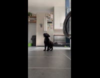 Collab Clips MPUGC - Black puppy gets excited about food 