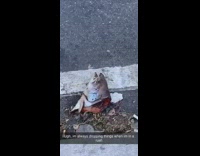 Dropped raw fish head on street road