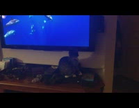 Kitten follow dolphins swim edge tv screen