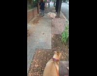 Dog sees pig on a walk