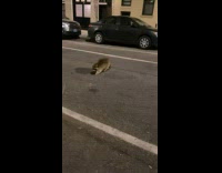 Collab winy - Racoon crosses the street for take out 