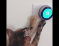 Cat turns down google nest thermostat by itself
