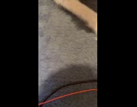 Woman plays with dog pass the toy