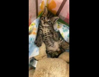 Comfortable cat laying in bed cage 