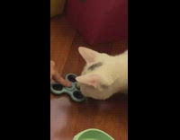 Cat plays with fidget spinner 