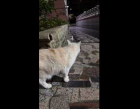 Submitter walks with cat outside the house