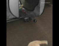 White Dog Turns Pink Cage Over And Runs Out