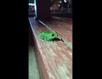 Green frog sit on bench chair night