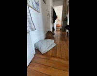 Filmer chase bengal cat into the bedroom